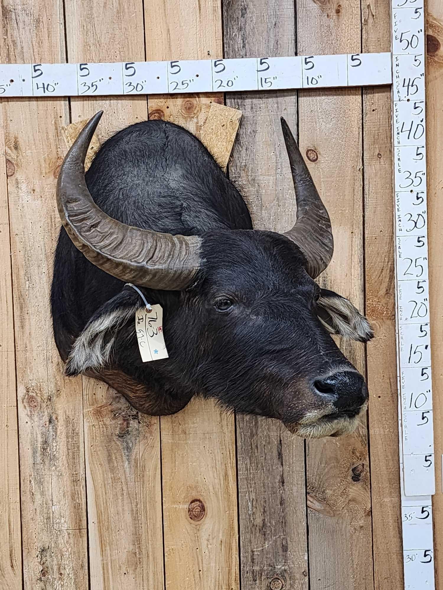 Asian Water Buffalo Shoulder Mount Taxidermy (1 of 4)