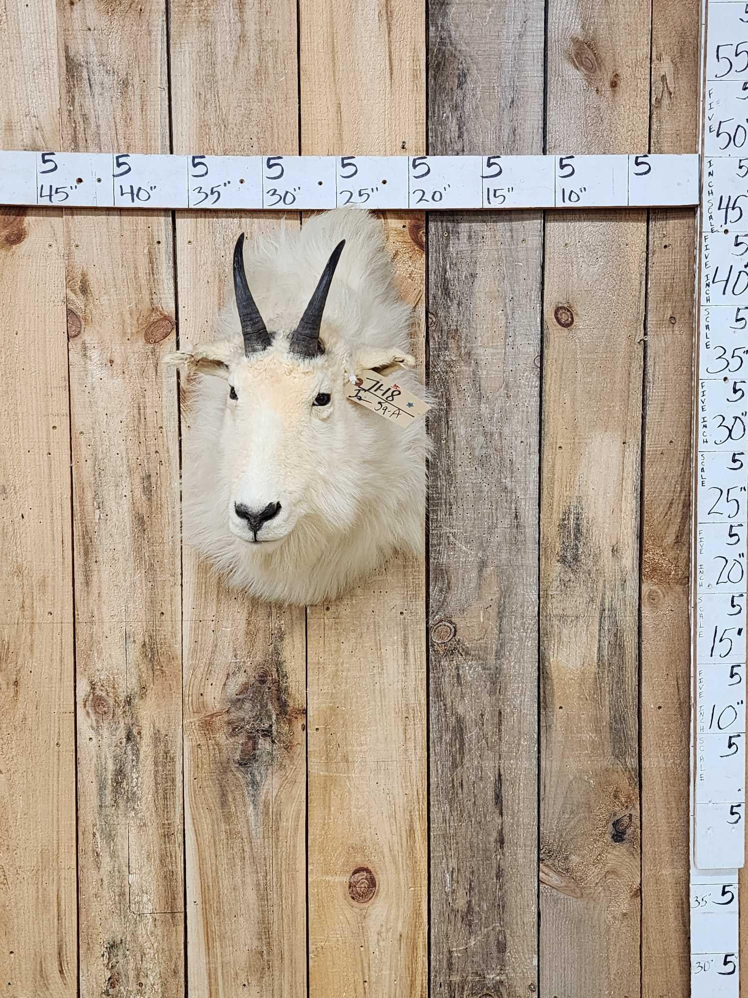 Mountain Goat Shoulder Mount Taxidermy (1 of 3)
