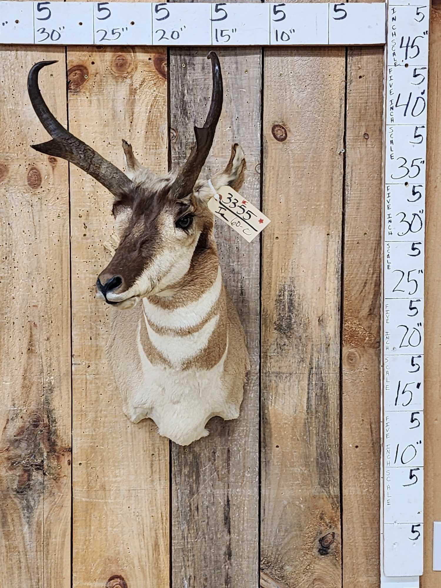 Pronghorn Antelope Shoulder Mount Taxidermy (1 of 4)