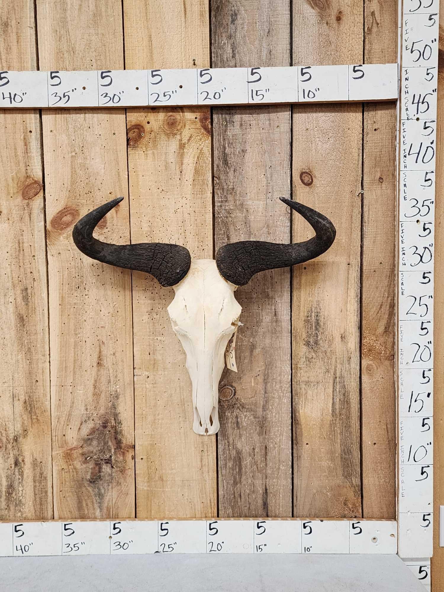 African Hartebeest Skull Taxidermy: 33.20 Nicely done Skull beetle cleaned