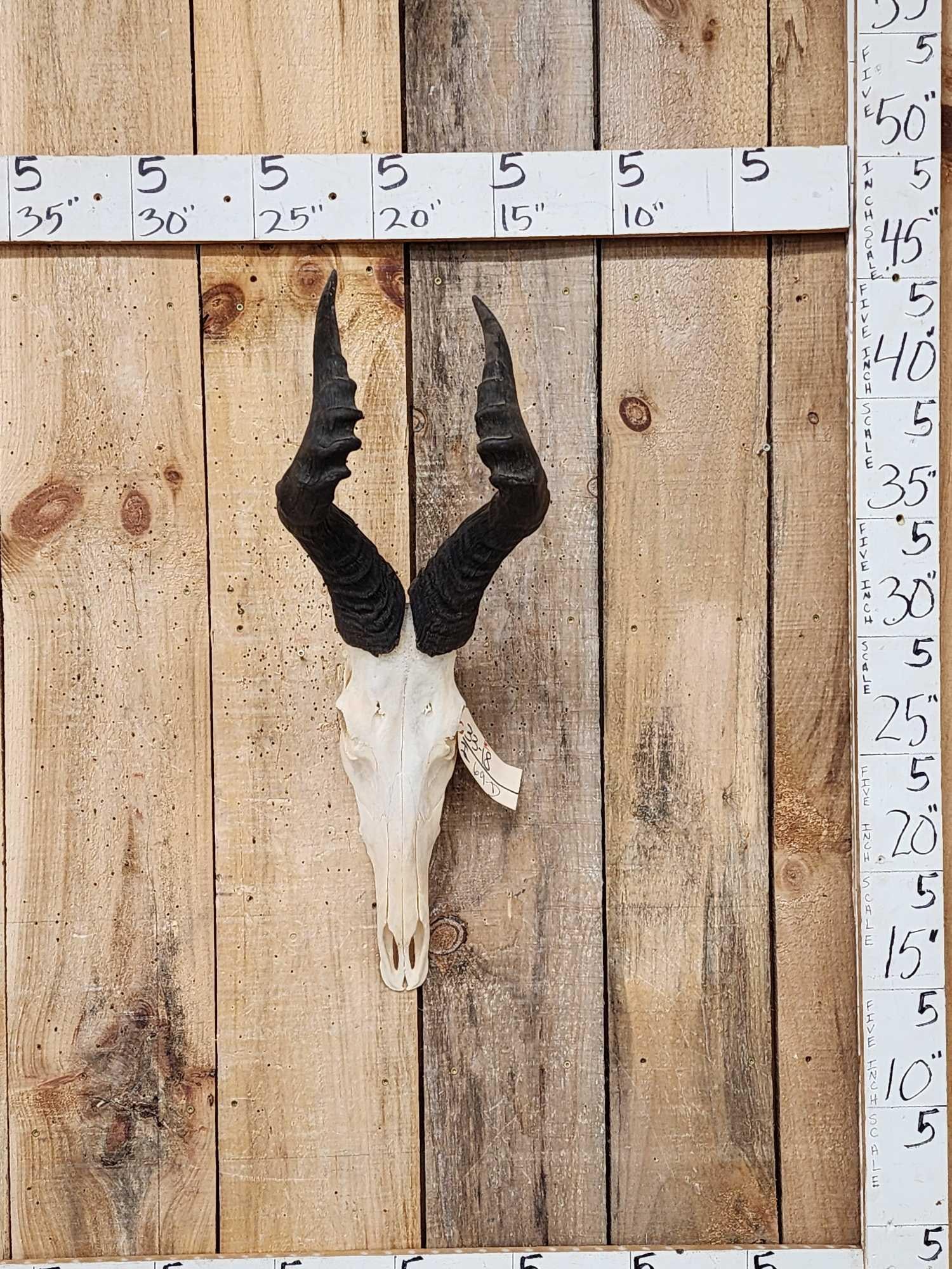 African Hartebeest Skull Taxidermy (1 of 4)