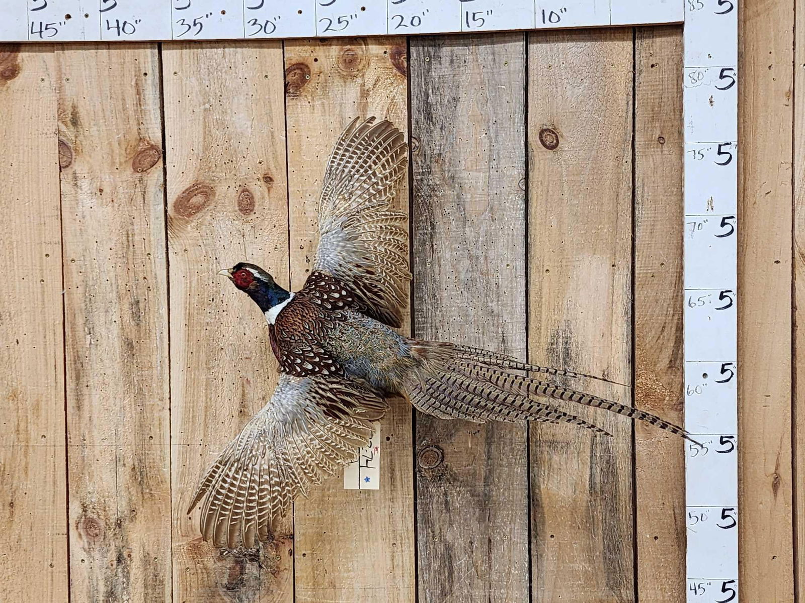 Ringneck Pheasant In Flight Bird Taxidermy (1 of 3)