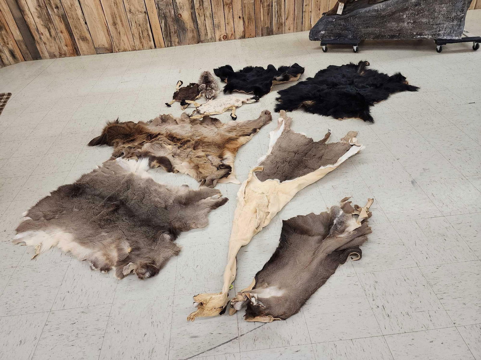 Tanned Skins Lot Taxidermy (1 of 8)