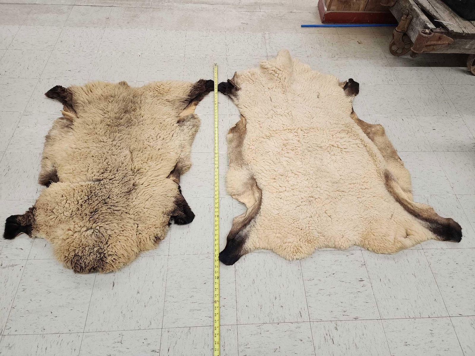 2 Sheep Soft Tanned Skins Taxidermy (1 of 6)