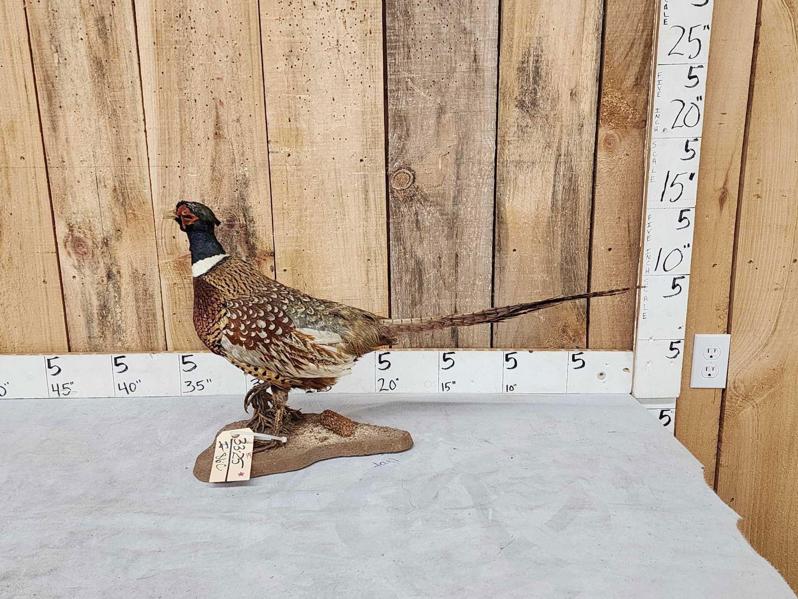 Ringneck Pheasant Full Body Bird Taxidermy (1 of 5)
