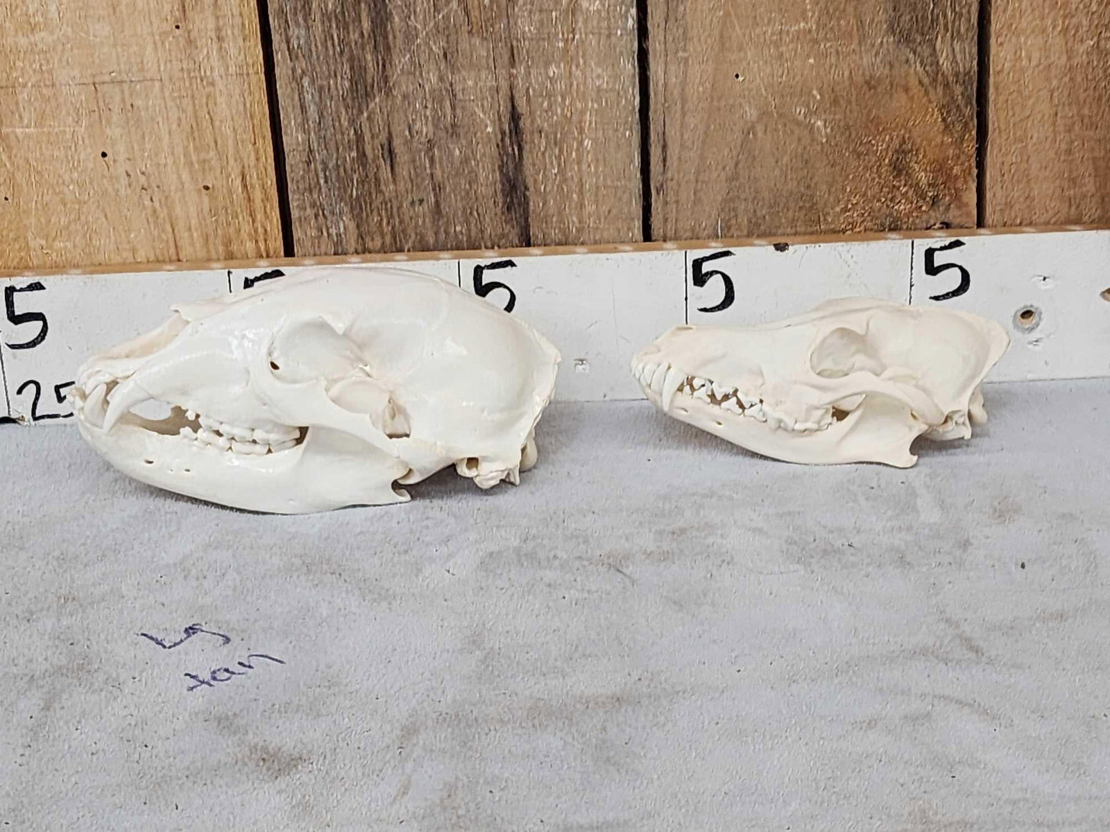 Coyote & Black Bear Skulls Taxidermy: 22.80 One money buys the pair
