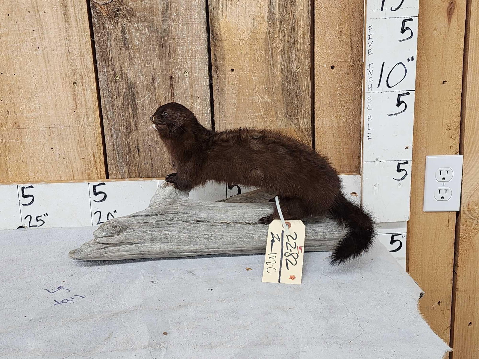 Mink Full Body Taxidermy Mount: 22.82 On driftwood