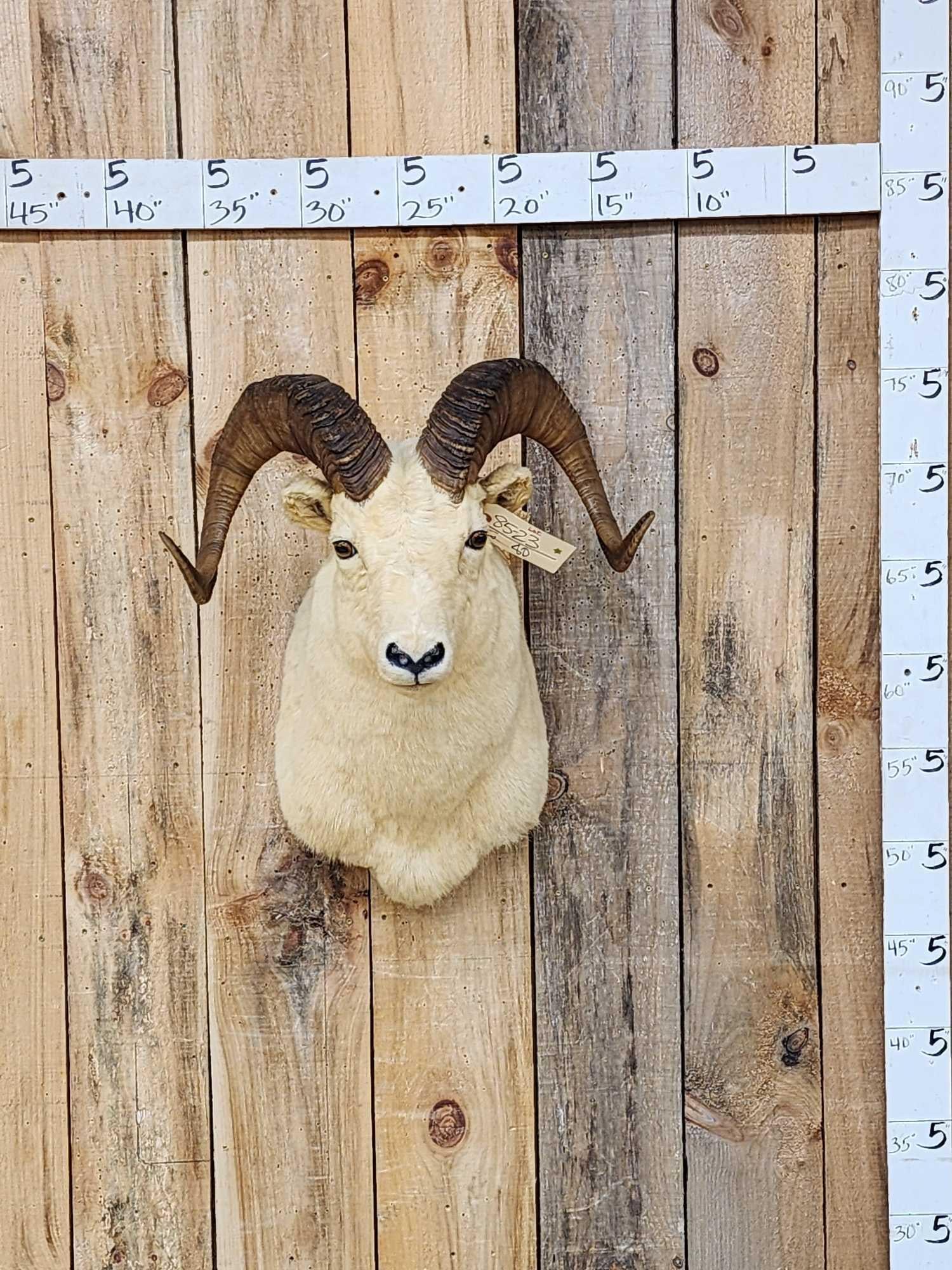 Alaskan Dall Sheep Shoulder Mount Taxidermy (1 of 3)