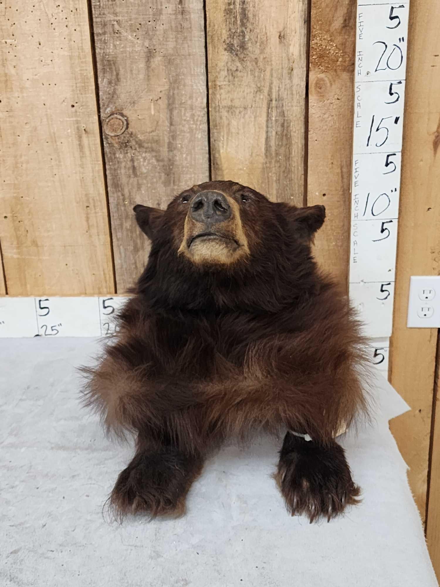 Worlds Smallest Adult Black Bear Full Body Taxidermy Mount (1 of 4)