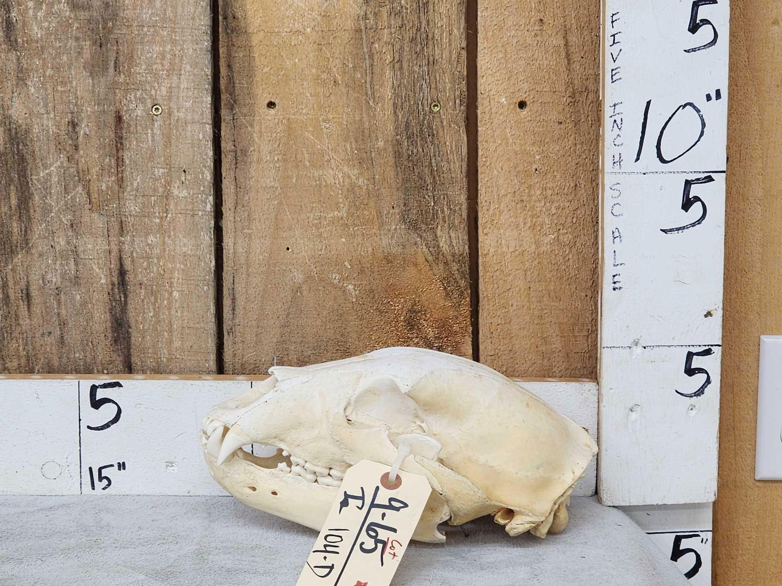 Black Bear Skull Taxidermy (1 of 4)