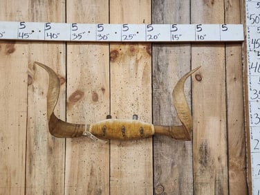 Vintage Feral Goat Horn Coat Rack Taxidermy