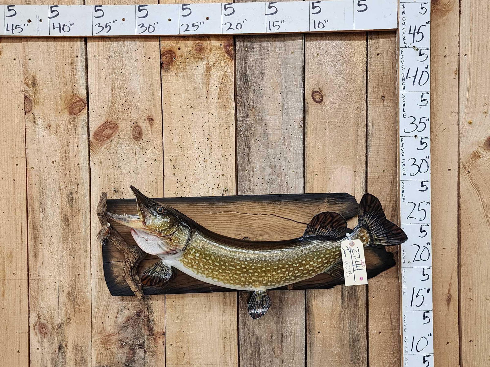 32" Northern Pike Real Skin Fish Taxidermy (1 of 4)