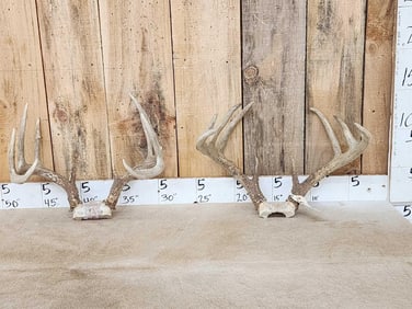 2 Sets Of Whitetail Antlers On Skull Plate