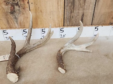 2 Whitetail Shed Antlers