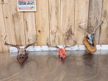 3 Sets Of Whitetail Antlers On Painted Skulls