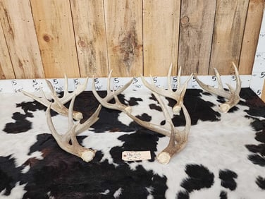 Group Of 6 Wild Whitetail Shed Antlers