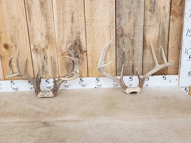 2 Sets Of Whitetail Antlers On Skull Plate