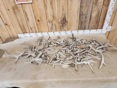 29.3 Lbs Of Whitetail Antlers