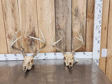 2 Sets Of Whitetail Antlers On Skulls