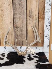 160 Class Whitetail Antlers On Skull