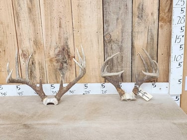 2 Sets Of Wild Whitetail Antlers On Skull Plate