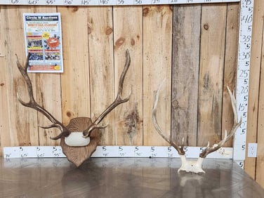 2 Sets Of Elk Antlers