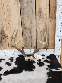 Big 150 Class 4x5 Whitetail Antlers On Skull Plate