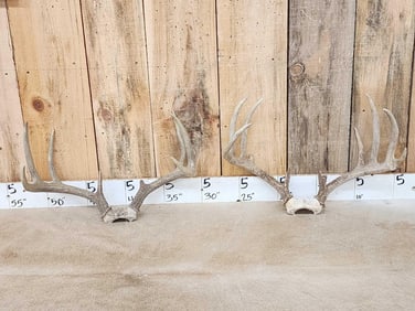 2 Sets Of Whitetail Antlers On Skull Plate
