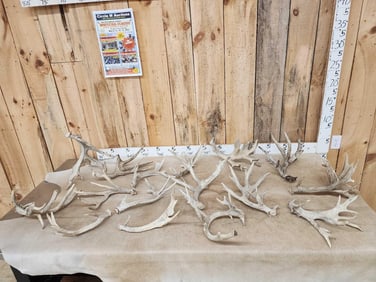 Group Of 16 Whitetail Shed Antlers