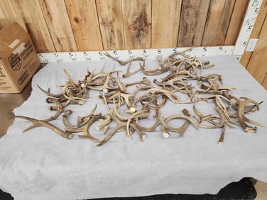 22.6 Lbs Of Whitetail Cut Off Antlers