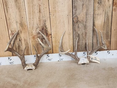 2 Sets Of Whitetail Antlers On Skull Plate