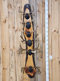 Mule Deer Antler Display
