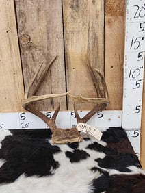 4x4 Whitetail Antlers On Skull Plate