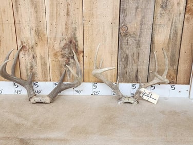 2 Sets Of Whitetail Antlers On Skull Plate