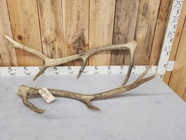 Set Of 5x5 Elk Shed Antlers