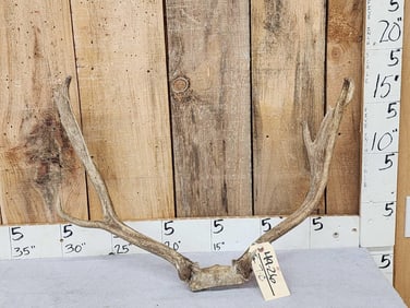 Fallow Deer Antlers On Skull Plate