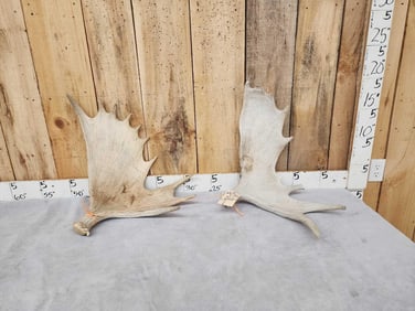 2 Moose Shed Antlers
