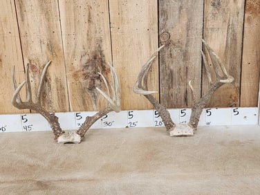 2 Sets Of Whitetail Antlers On Skull Plate