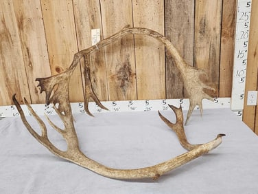 13.2 Lbs Of Caribou Antlers