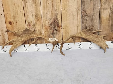 Big Fallow Deer Shed Antlers