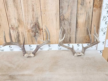 2 Sets Of Whitetail Antlers On Skull Plate