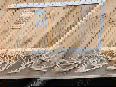 31.8 Lbs Of Whitetail Shed Antlers