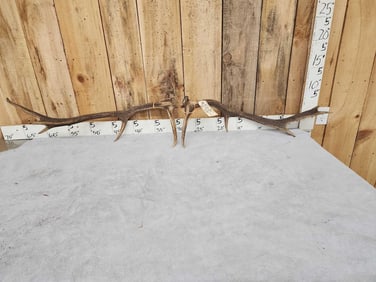 5.8 Lbs Set Of Elk Shed Antlers