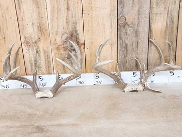 2 Sets Of Whitetail Antlers On Skull Plate