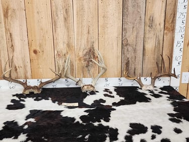 3 Sets Of Whitetail Antlers On Skull Plate