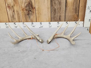 Matched Set Of 5x5 Whitetail Shed Antlers