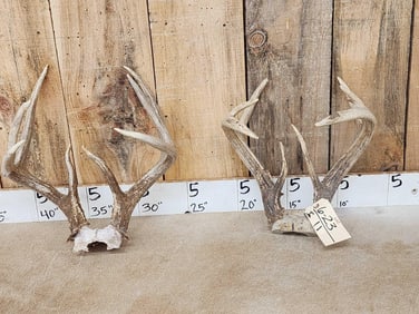 2 Sets Of Whitetail Antlers On Skull Plate
