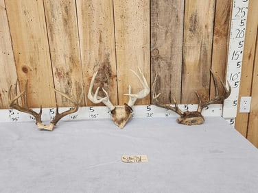 3 Sets Of Whitetail Antlers On Skull Plate