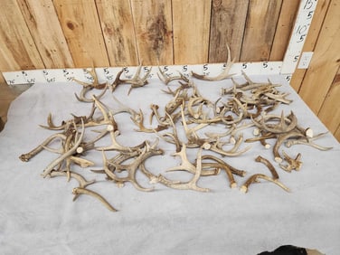 20.4 Lbs Of Whitetail Cut Off Antlers
