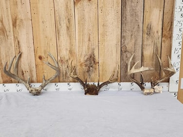 3 Sets Of Whitetail Antlers On Skull Plate